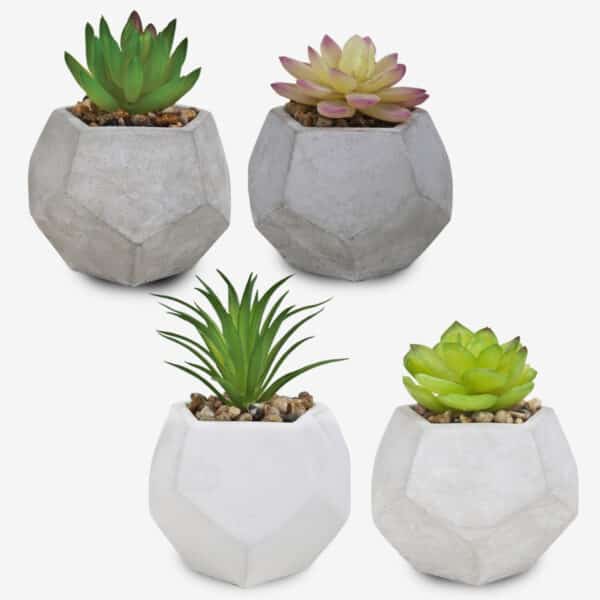 סוקולנטים וקקטוסים בכלי חימר מחומש סוקולנטים וקקטוסים בכלי חימר מחומש