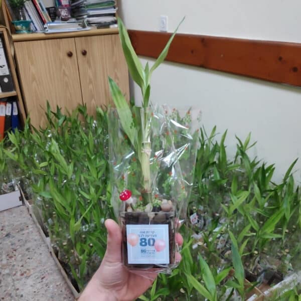 עציץ ממותג | עציצים עם לוגו