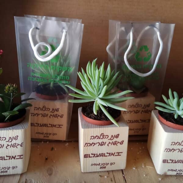 סוקולנטים בעציץ עץ עם חריטת לוגו