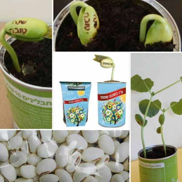 שעועית הפלא בפחית ממותגת שעועית הפלא בפחית ממותגת