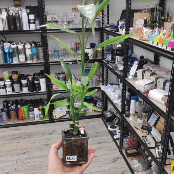 לאקי במבוק ממותג