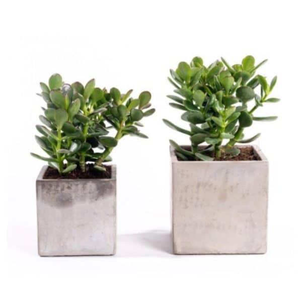 עץ האושר | עציץ ממותג