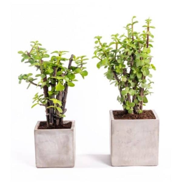 עציצים עם מיתוג