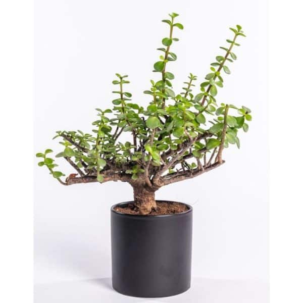 עציץ עם מיתוג