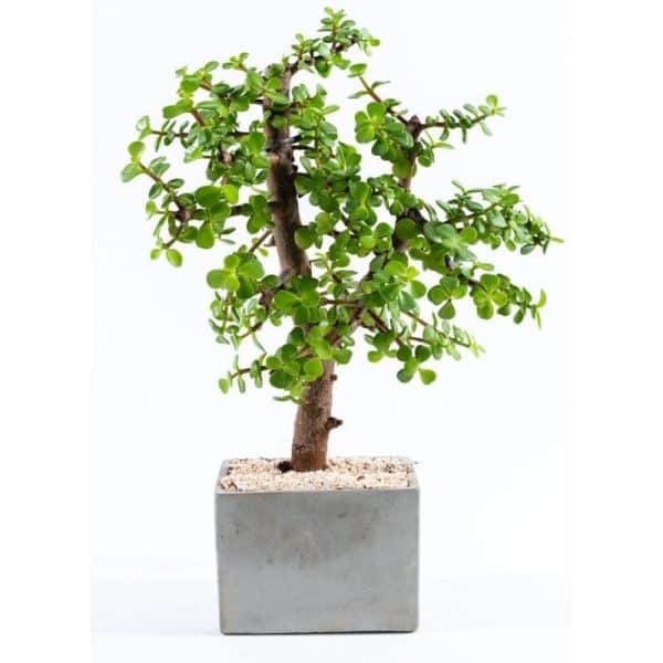 עציצים עם לוגו